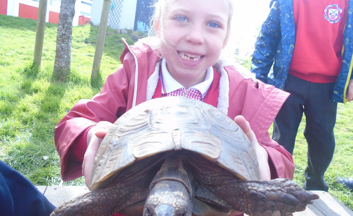 Image of Rosie the Tortoise visits Reception Class