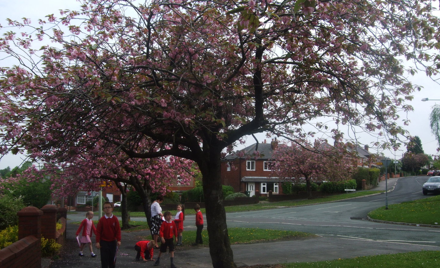 Image of Cherry Blossom poems 