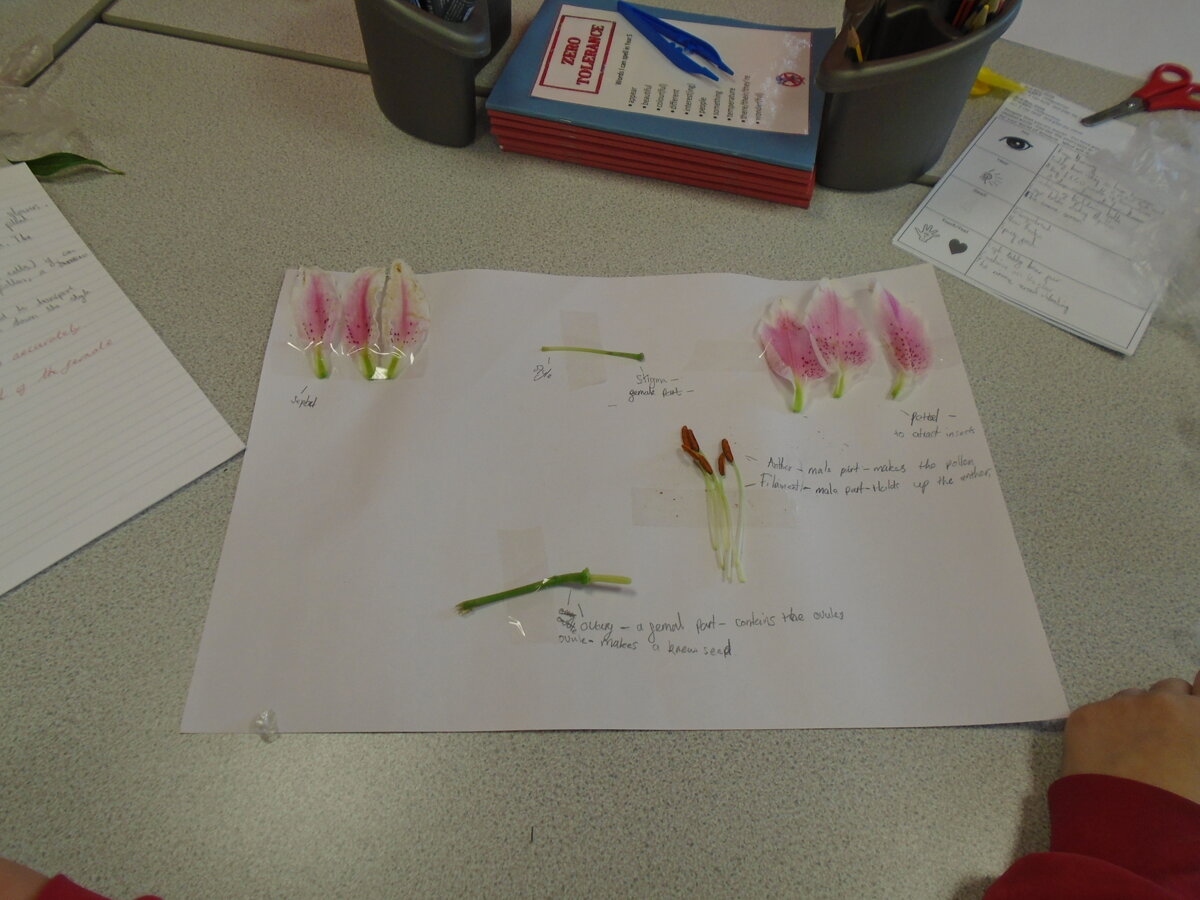 Reproduction in plants - Year 5 | Gillibrand Primary School