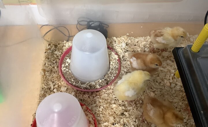 Image of Reception Chicks