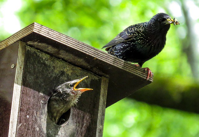 Image of Bird Nesting Boxes