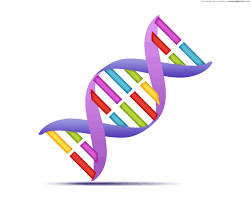 Image of Creating DNA models