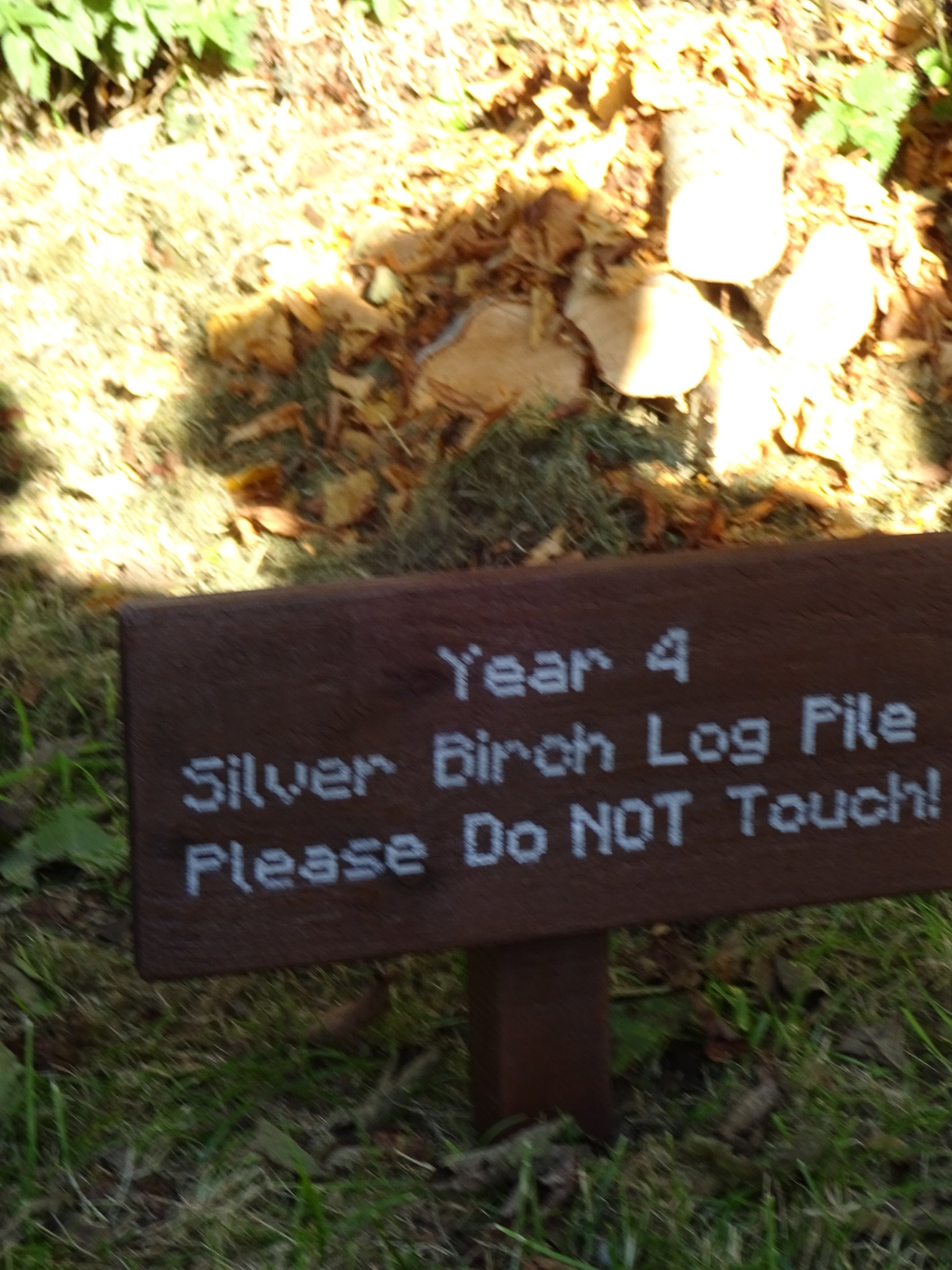 Image of Silver Birch Log Pile