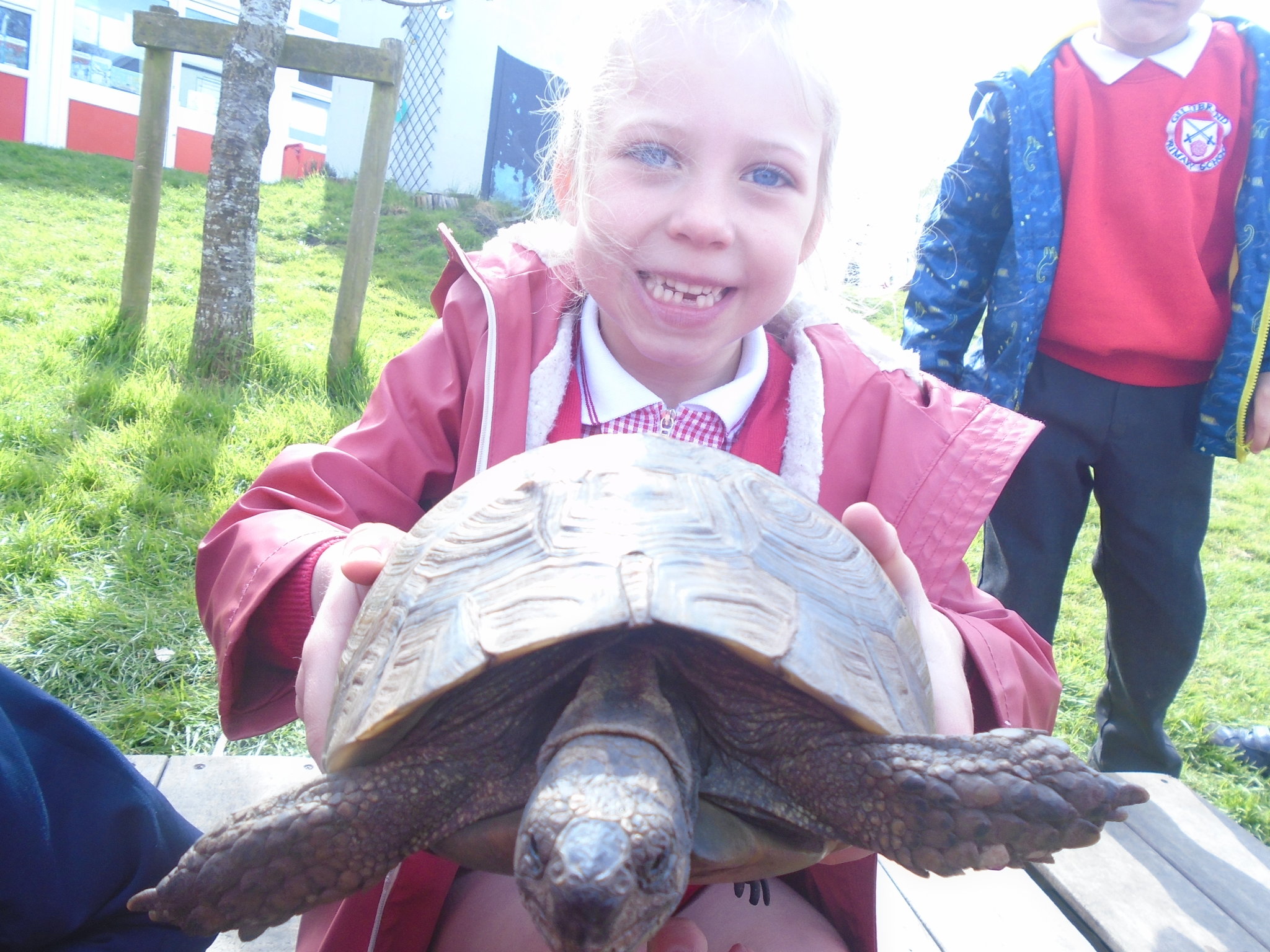 Image of Rosie the Tortoise visits Reception Class