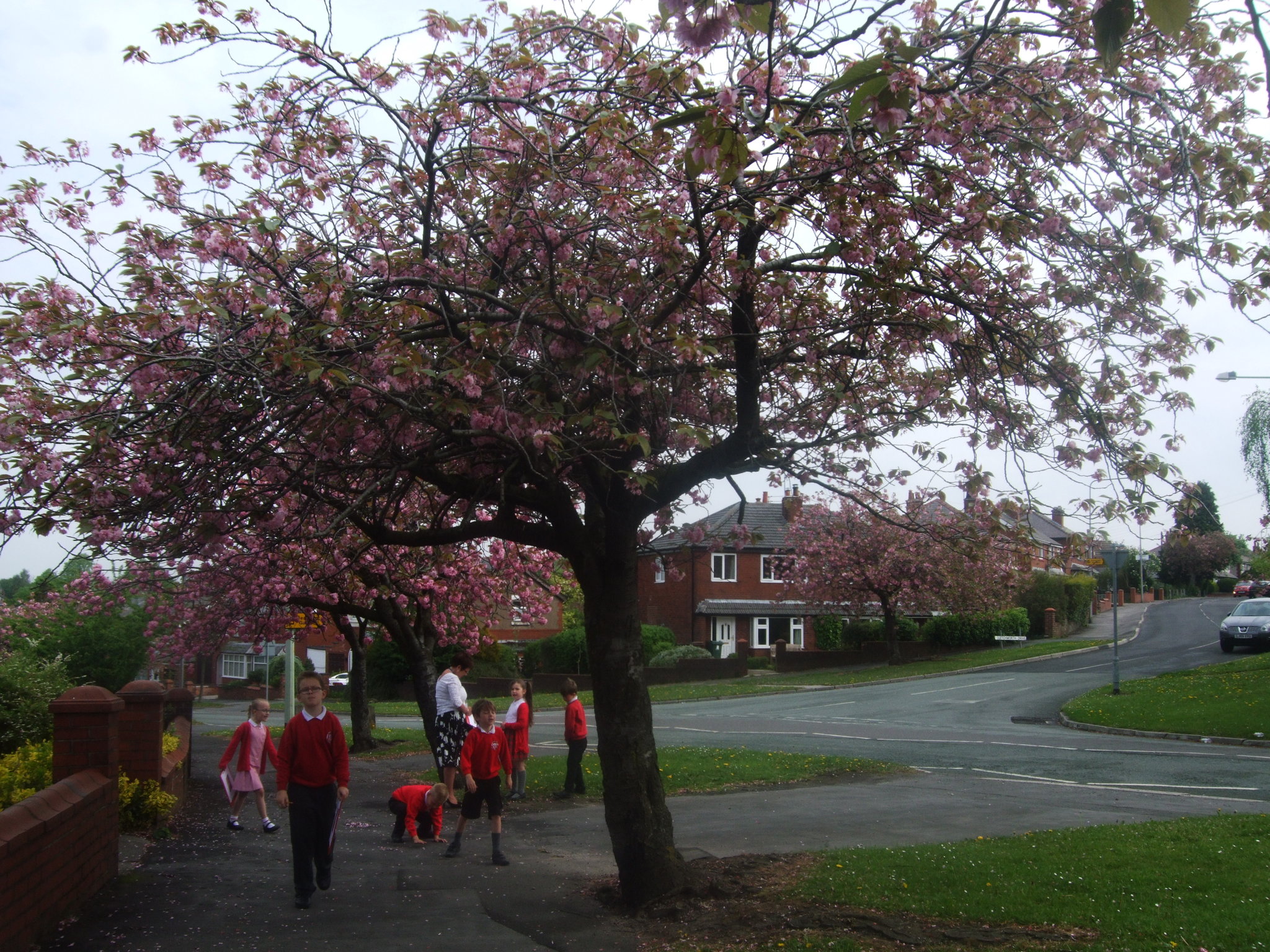 Image of Cherry Blossom poems 