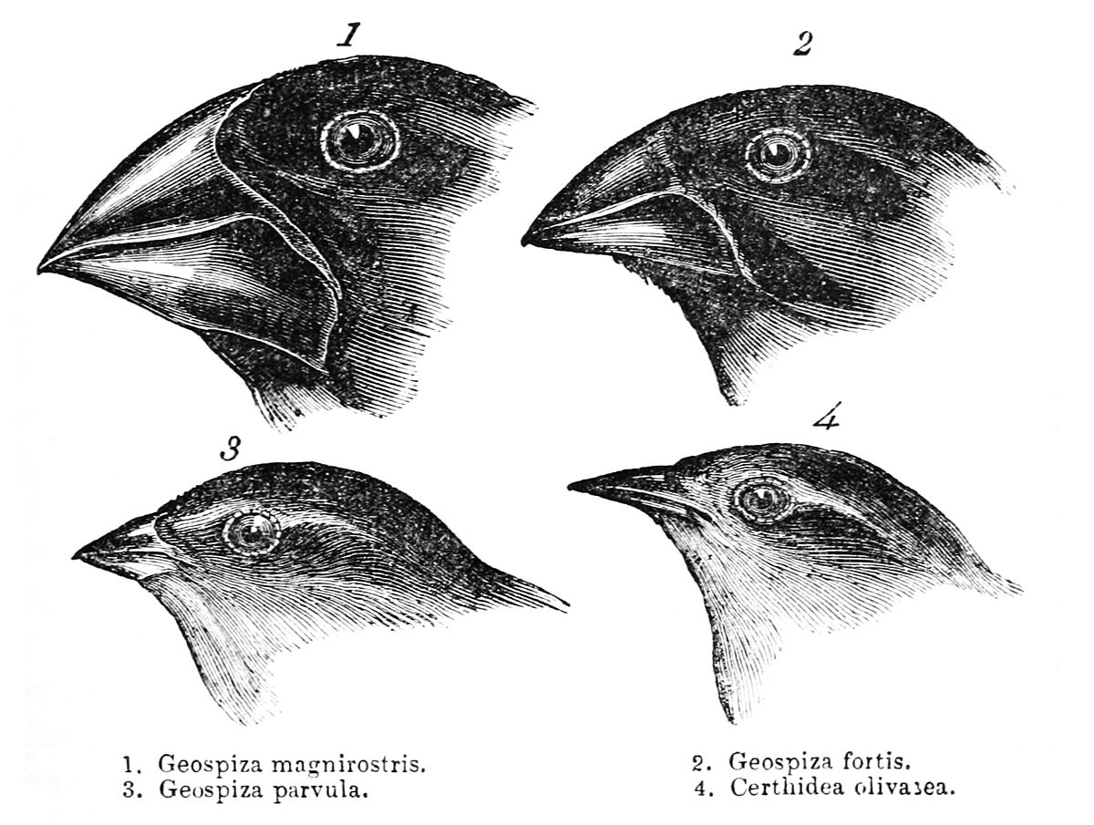 Image of Evolution and Natural Selection Science Lesson