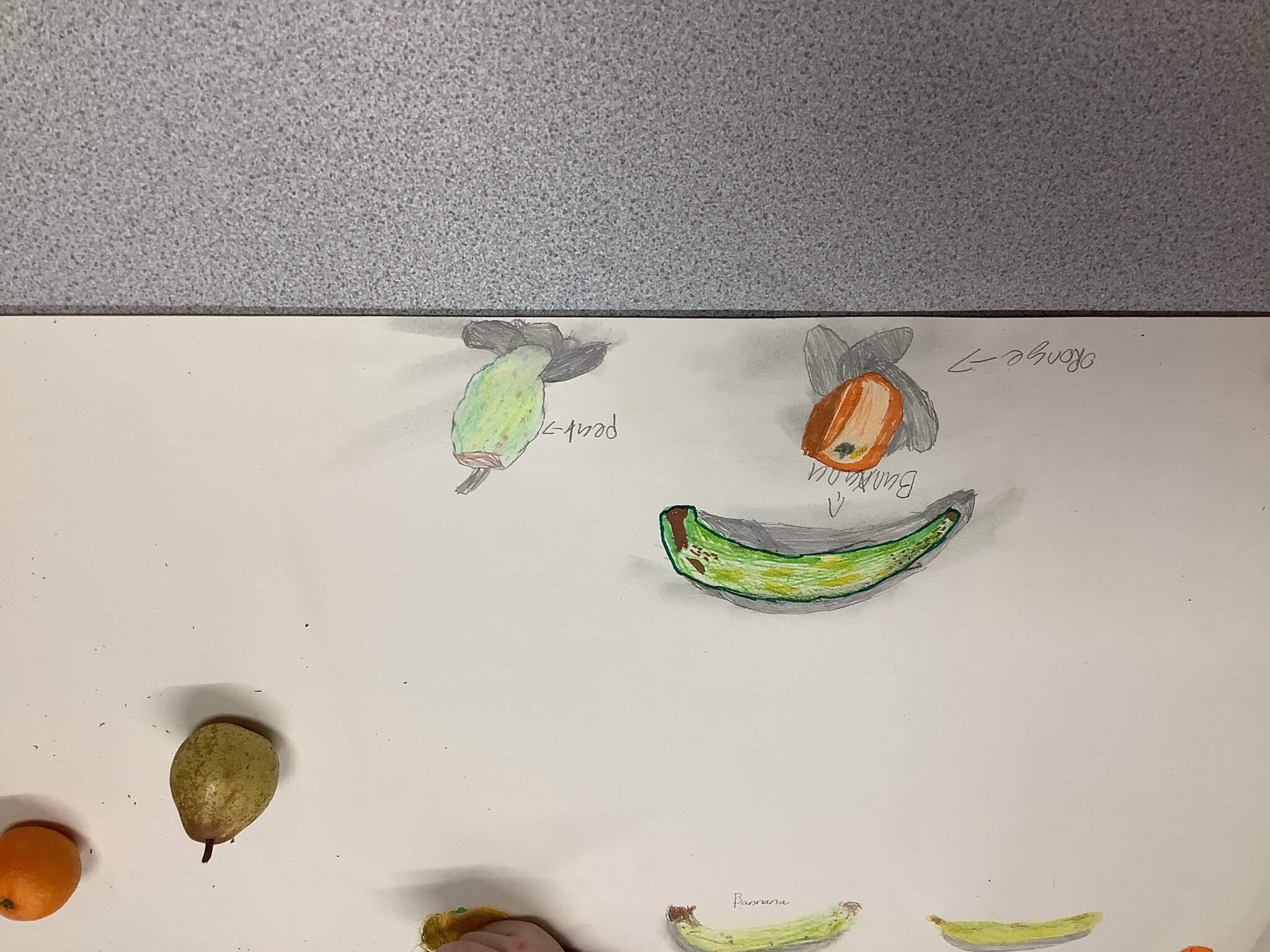 Image of Observational Art in Year 4