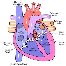 Image of Science - Heart Dissection