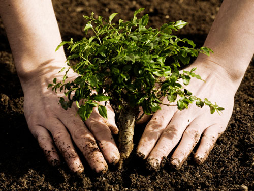 Image of Tree planting at Gillibrand