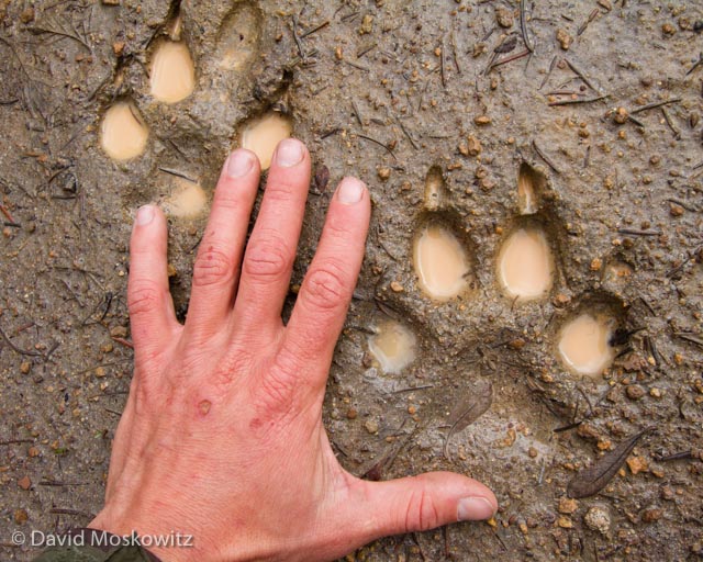 Image of Tracking Animals