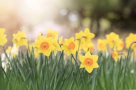 Image of EYFS Spring Welly Walk