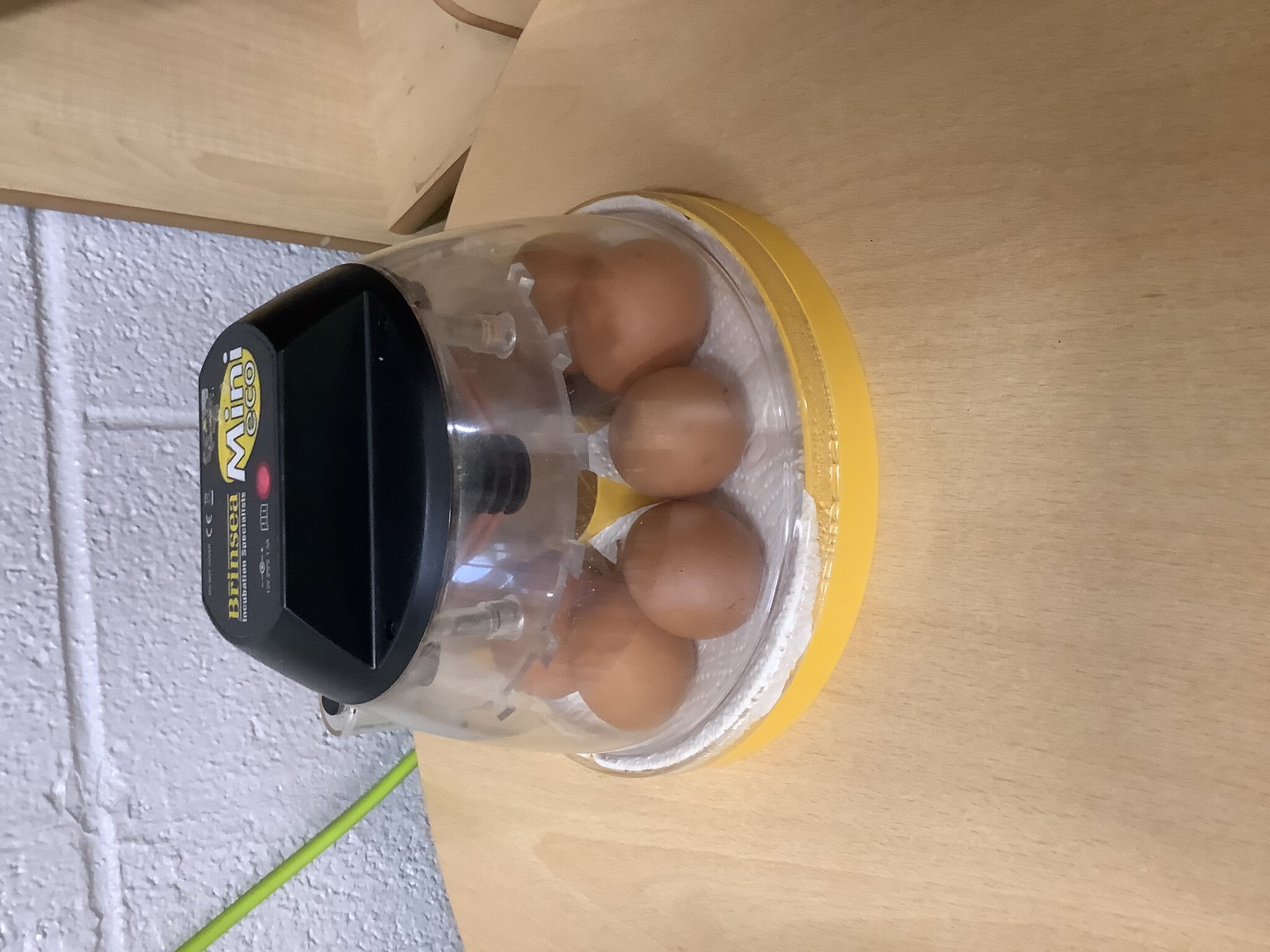 Image of Egg-citing arrival! 