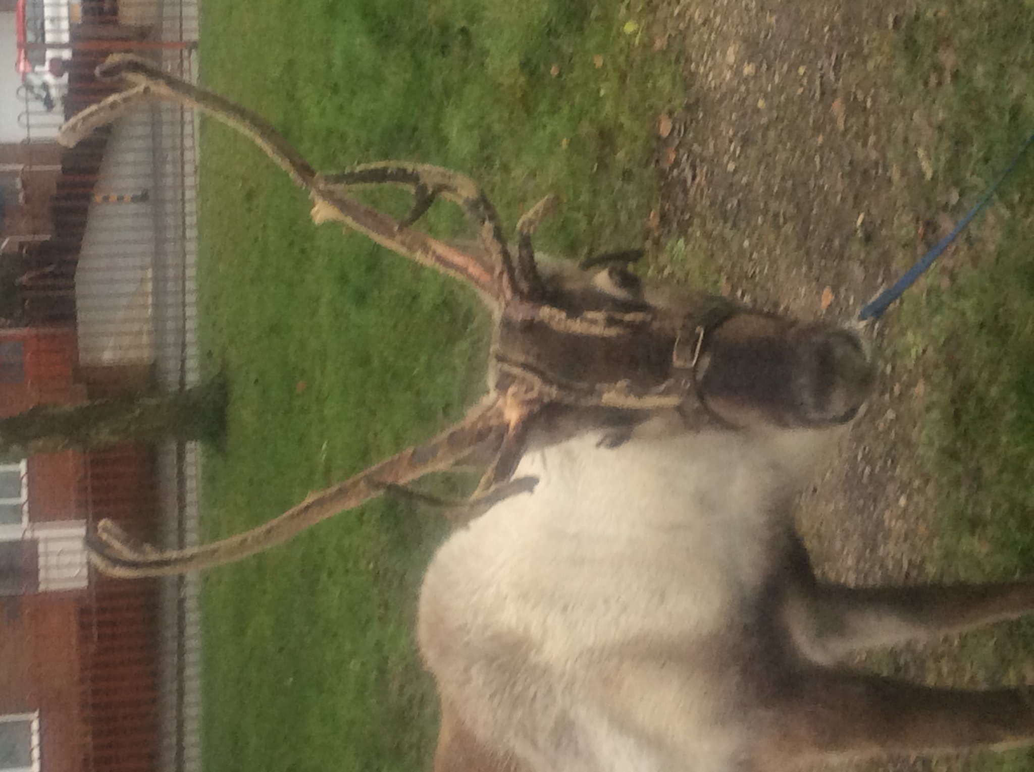 Image of A Reindeer Comes to School!