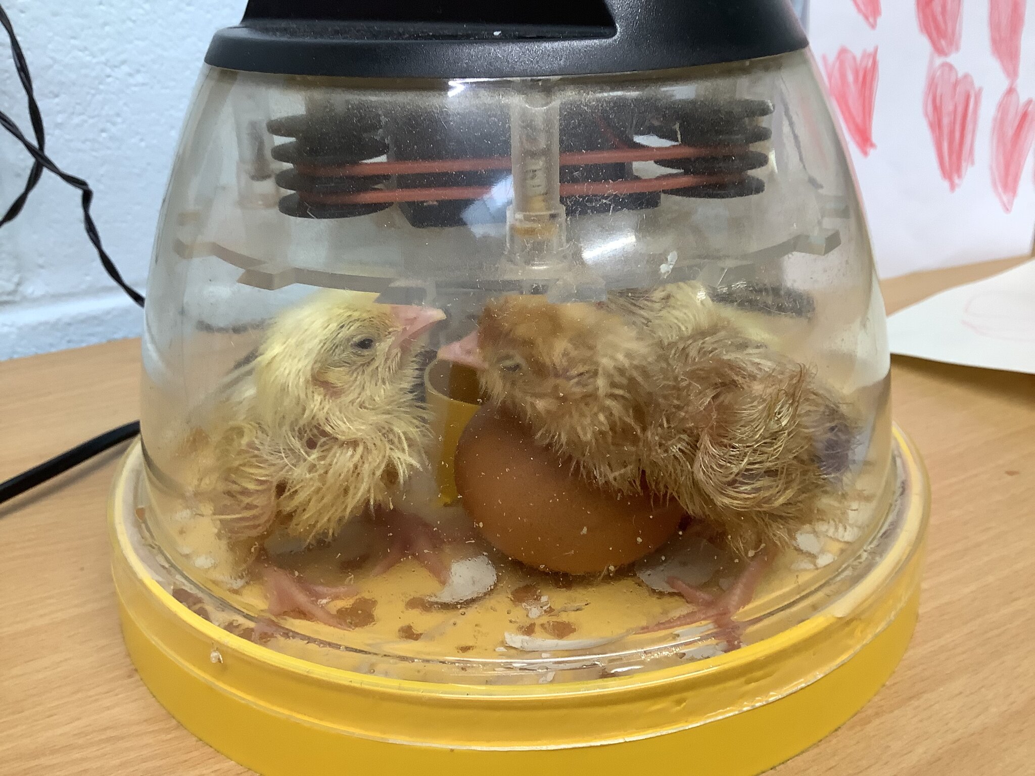 Image of The chicks have hatched!