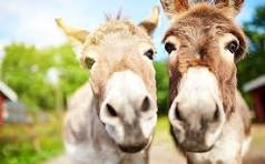 Image of Donkey Visit