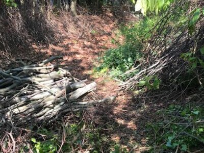 Image of Forest School