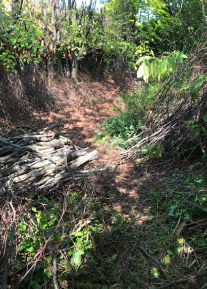 Image of Forest School