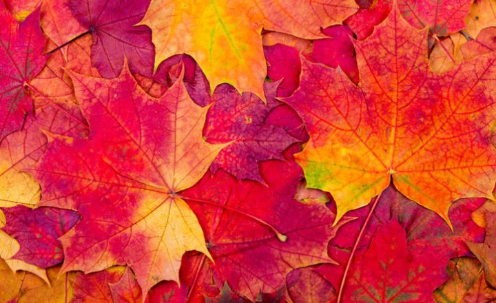 Image of AUTUMN HALF TERM HOLIDAY