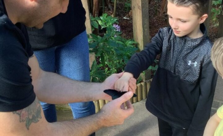 Image of EYFS Visit Butterfly World