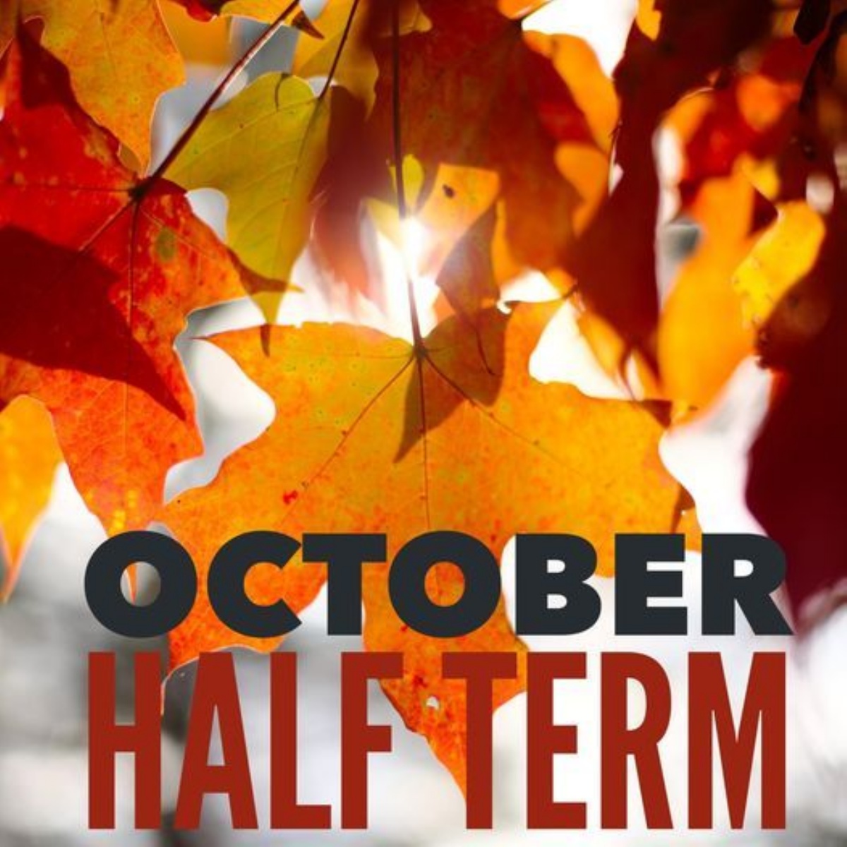 Image of October Half Term