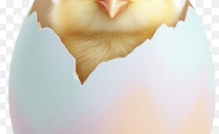 Image of They've Hatched!