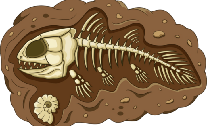Image of Year 3 Fossil Hunters
