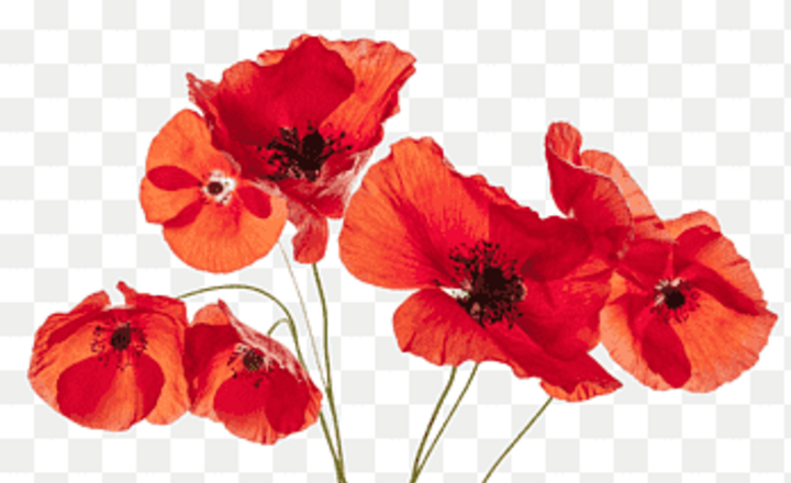 Image of Lest we Forget