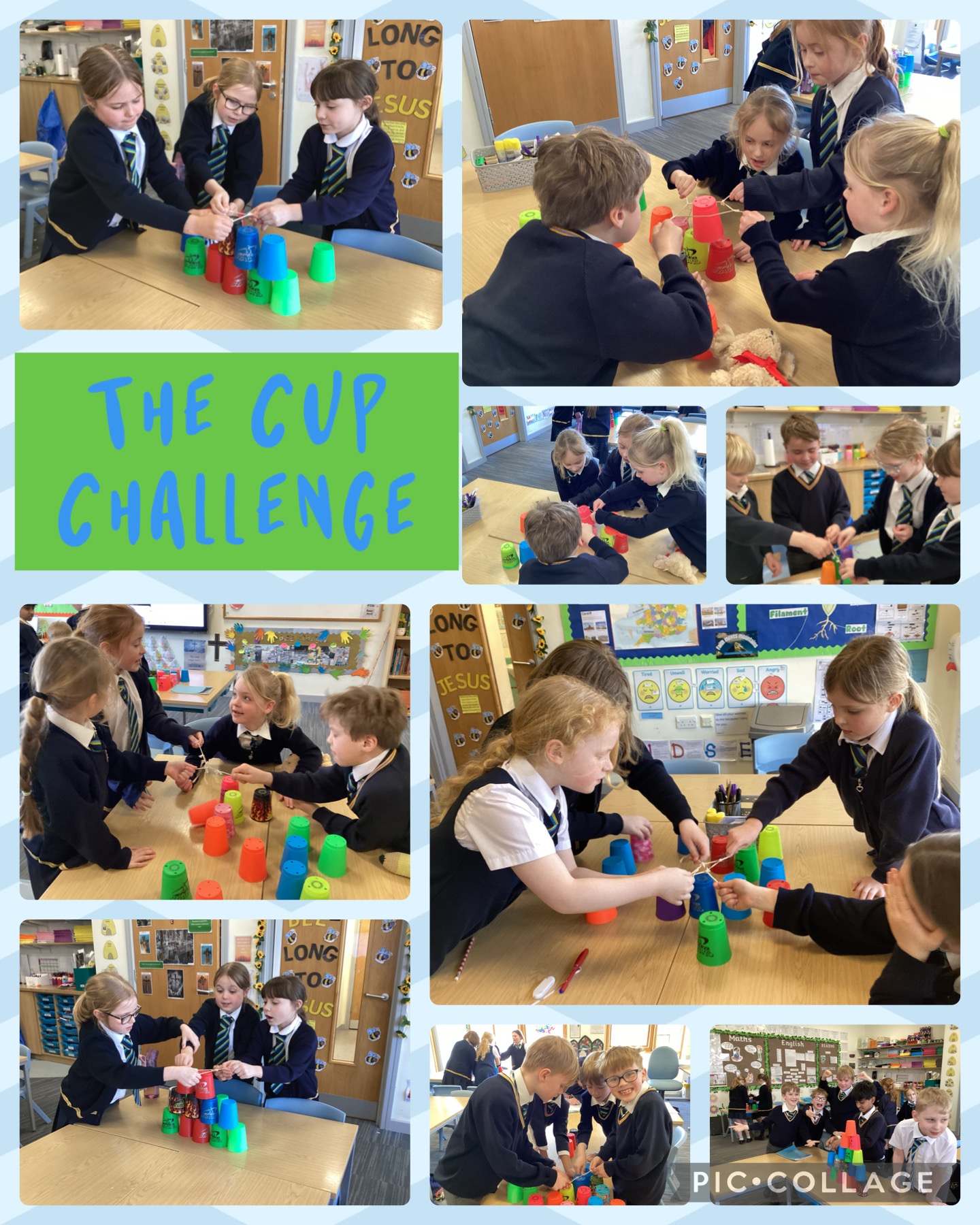 Image of The Cup Challenge Olive