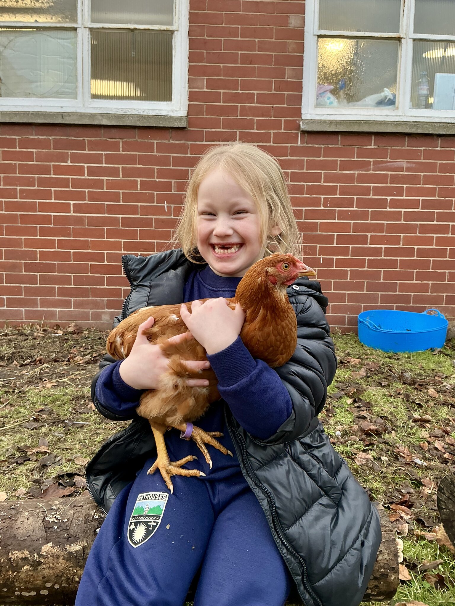 Image of Year 1 chickens