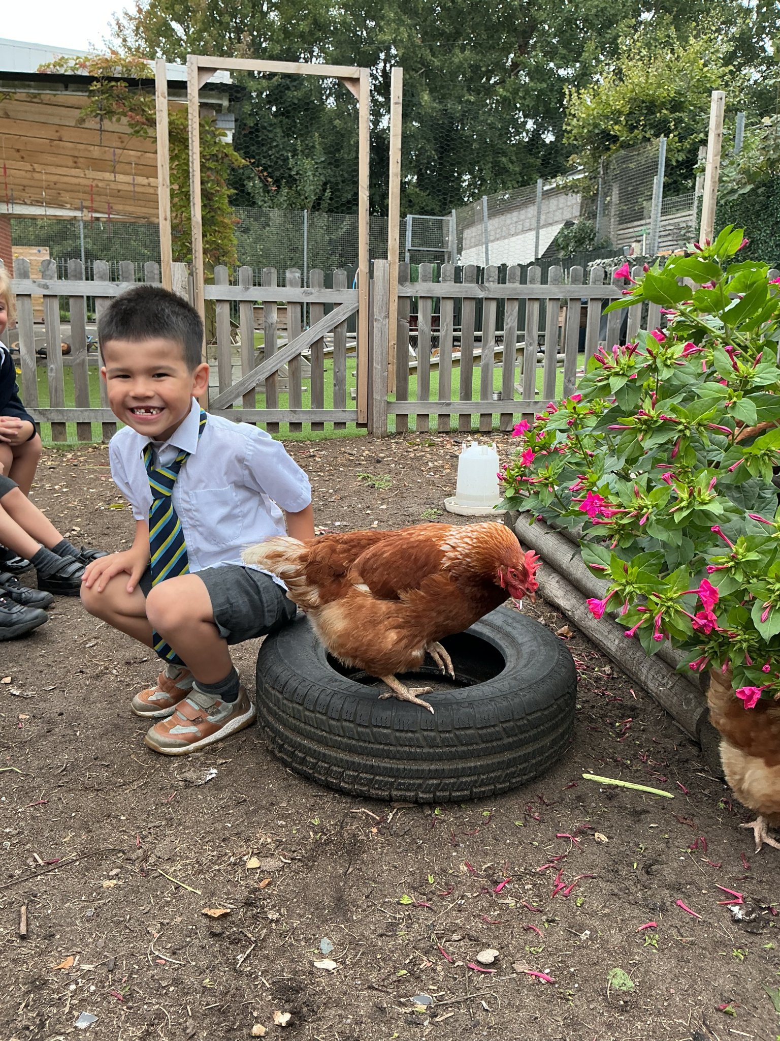 Image of Chickens