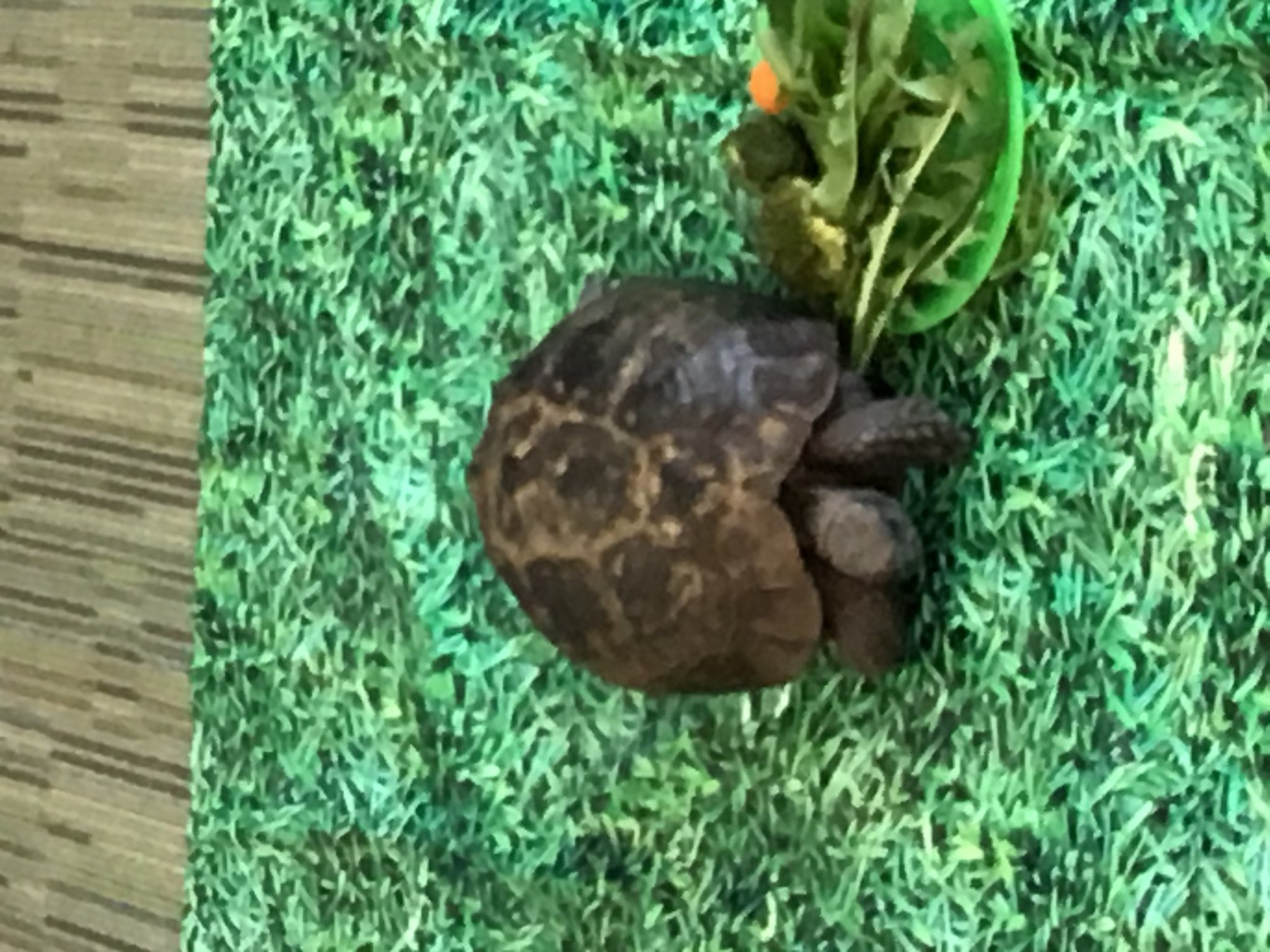 Image of Billy The Tortoise Visits Reception