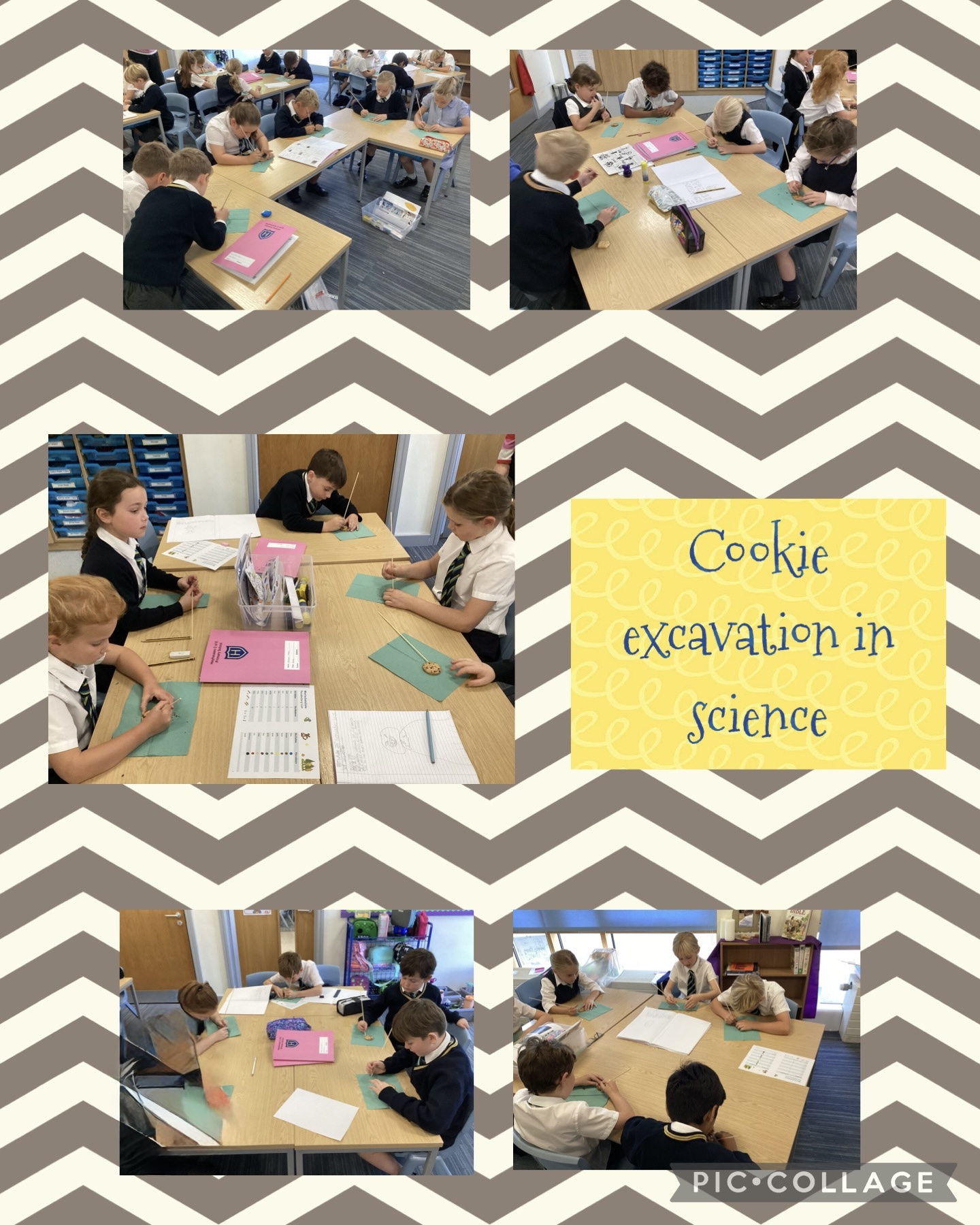 Image of Cookie excavation in Beech