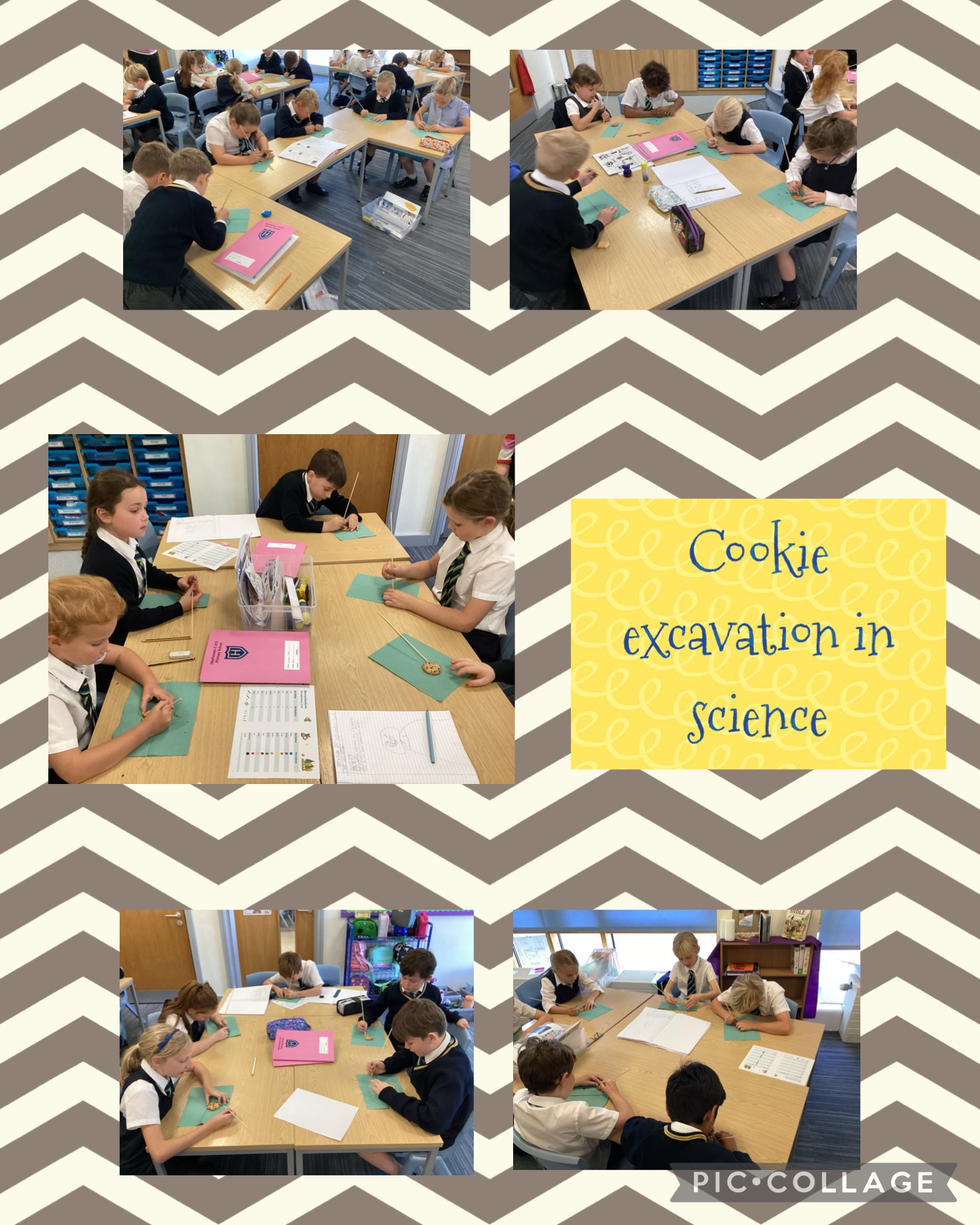 Image of Cookie excavation in Beech