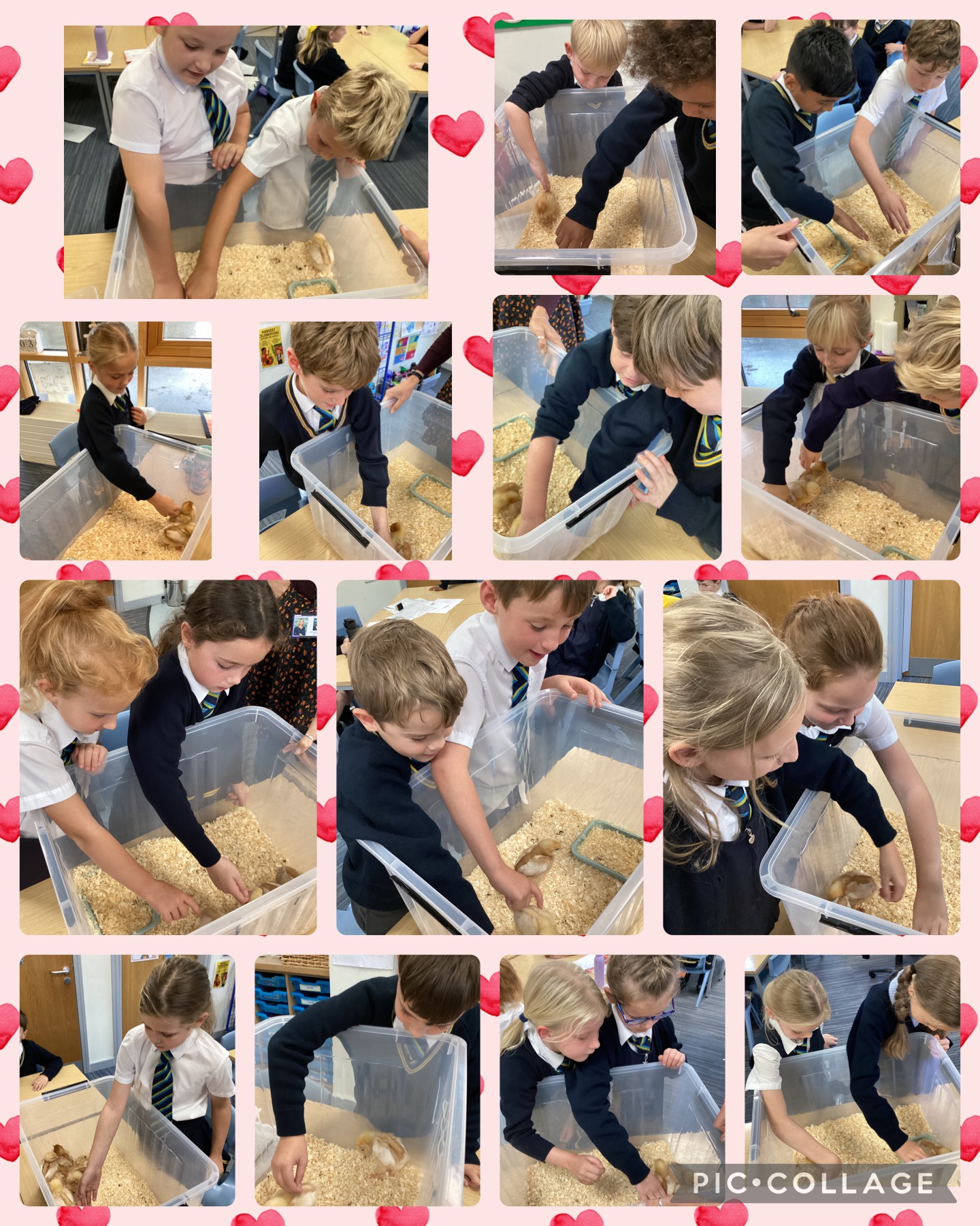 Image of Chicks visit Year 3