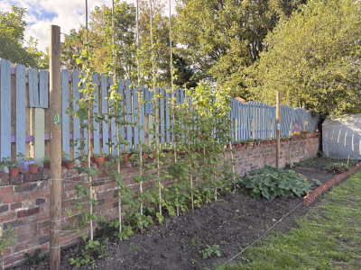 Image of Allotment