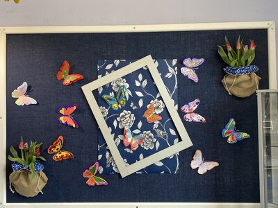 Image of Butterfly Display