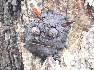 Image of Forest School Y1 October 2025