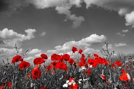 Image of Remembrance Week