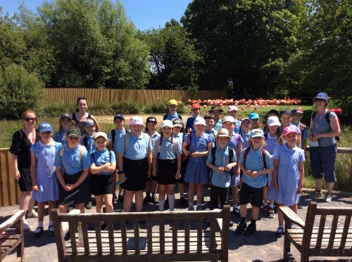 Image of Year 5 Trip to Slimbridge Wetlands and Wildlife Centre