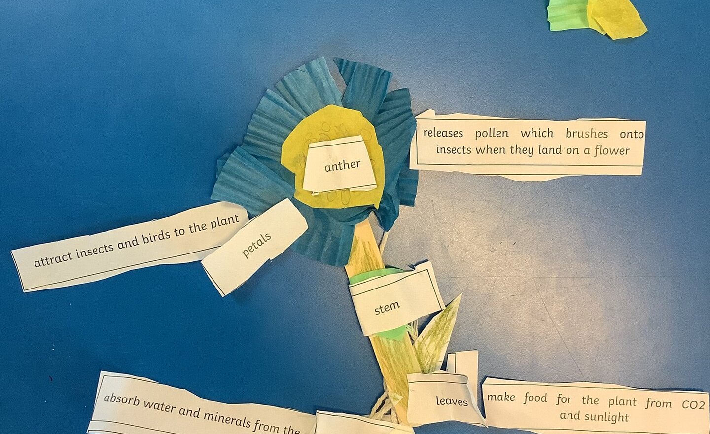 Image of What are the parts of the plant called and what are their functions?