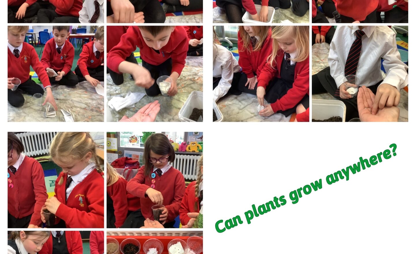 Image of Can plants grow anywhere?