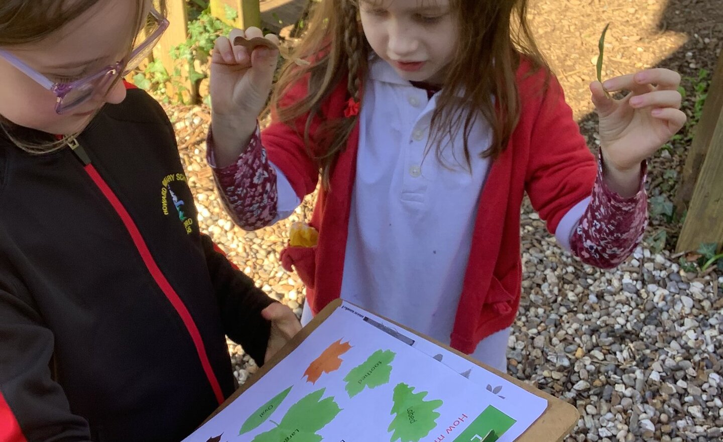 Image of How can we identify deciduous and evergreen plants?