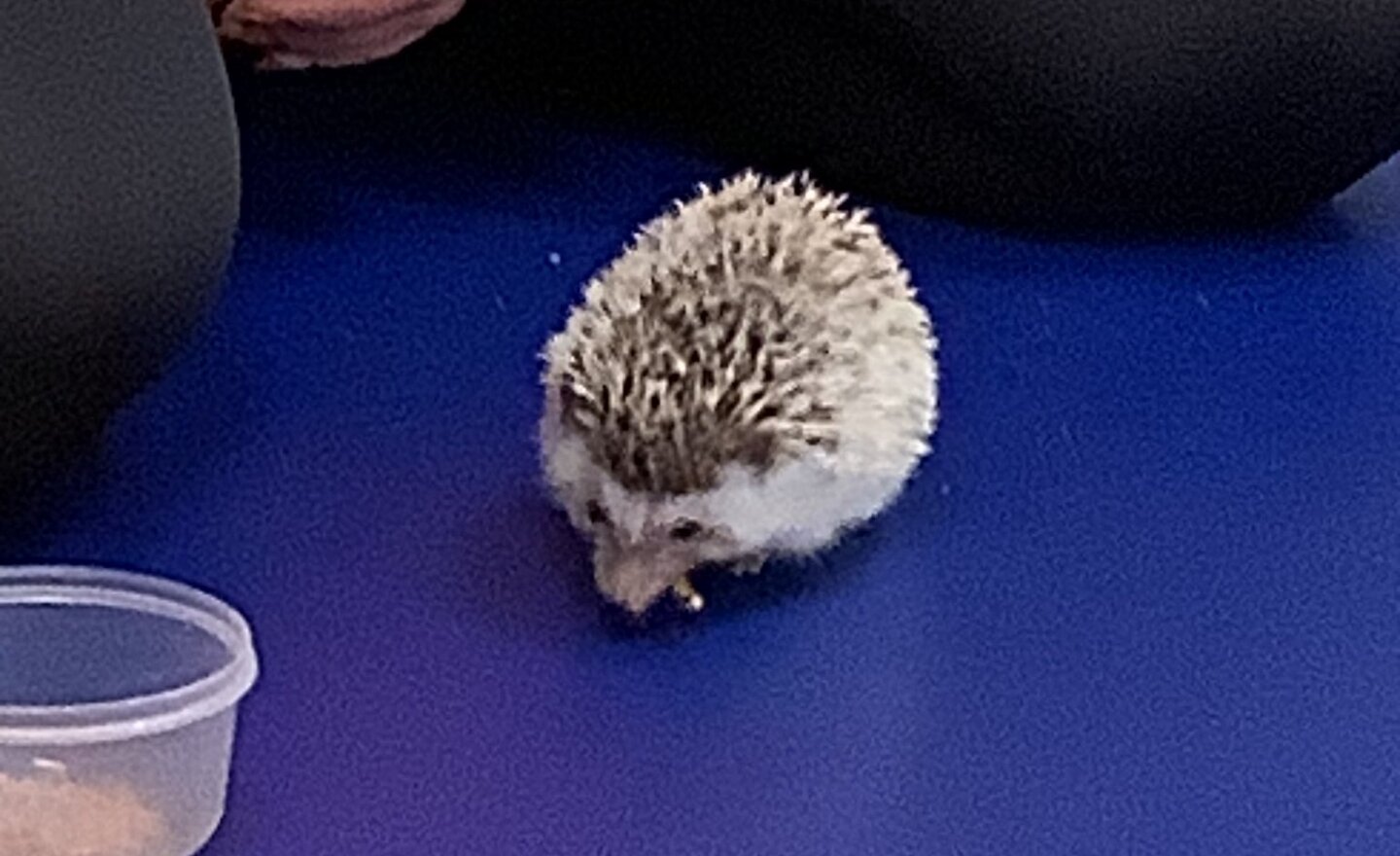 Image of A special visitor