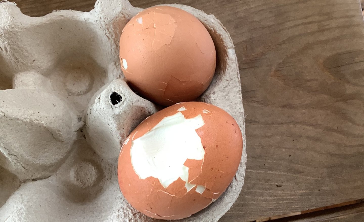Image of Egg-citing investigations