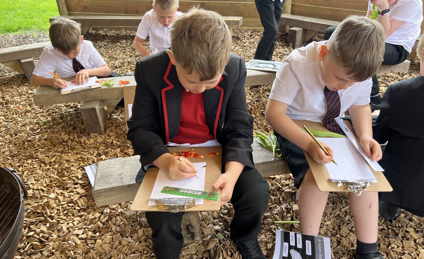 Image of Plant dissection in the outdoor classroom