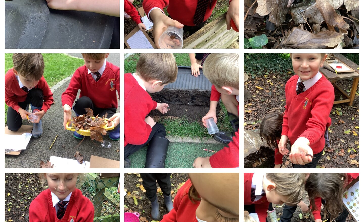 Image of Microhabitats and minibeasts