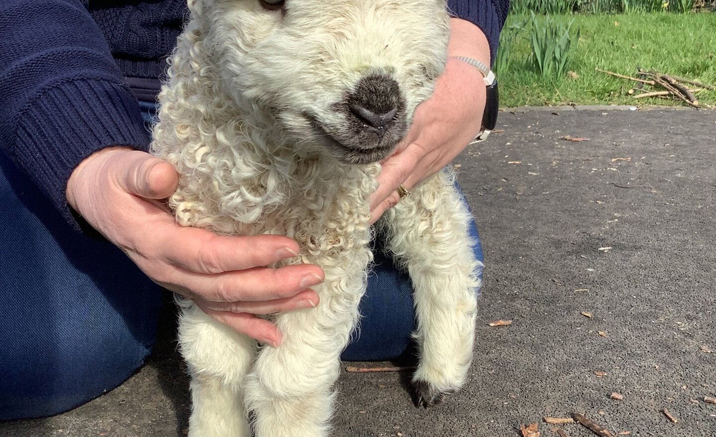 Image of The Howard had a little lamb!