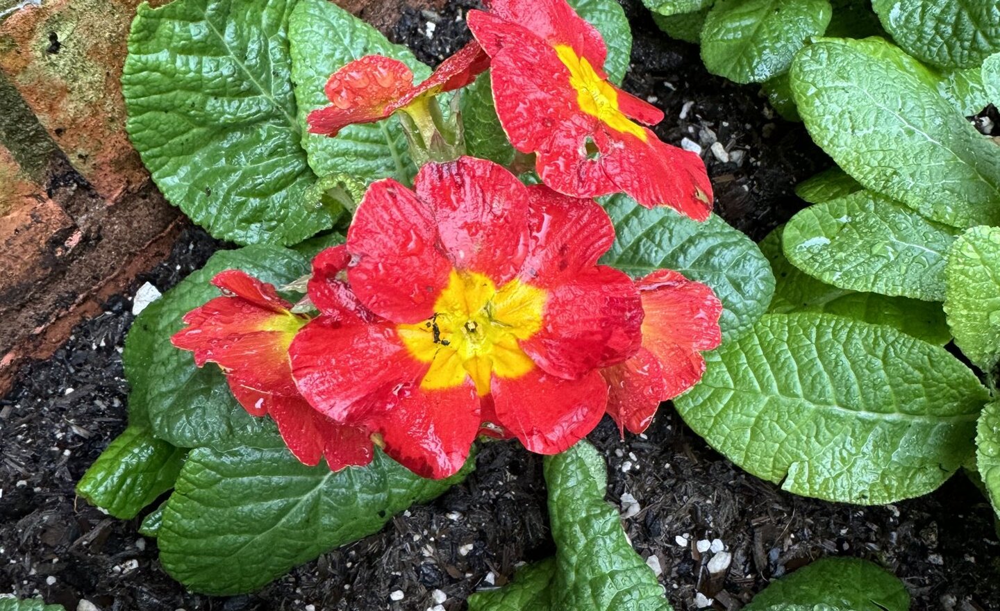 Image of Spring flowers