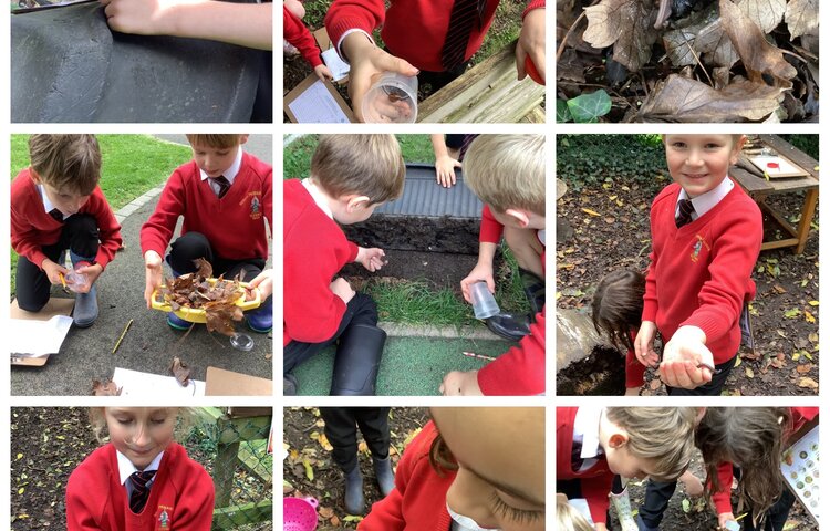 Image of Microhabitats and minibeasts