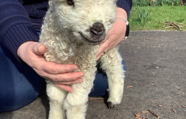 Image of The Howard had a little lamb!